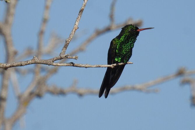 Half-Day Birdwatching Puerto Morelos - Who this tour suits best
