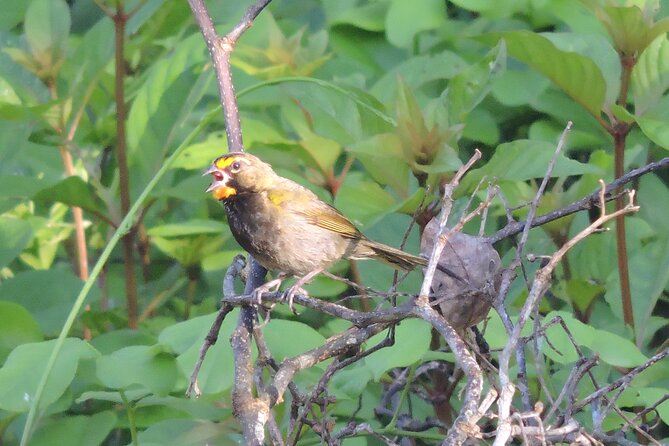 Half-Day Birdwatching Puerto Morelos - FAQ