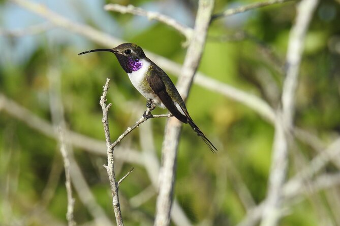 Half-Day Birdwatching Puerto Morelos - Getting to 7-Eleven at 6:00 am (and why that matters)