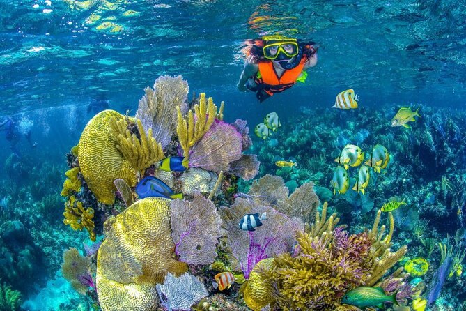 Half Day Guided Snorkeling Adventure Tour from Cancun - Key Highlights You’ll Care About