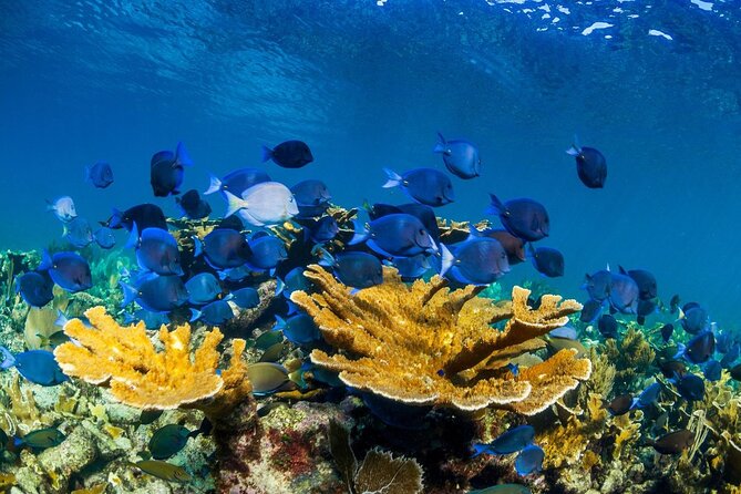 Half Day Guided Snorkeling Adventure Tour from Cancun - Gear, Comfort, and Small Safety Choices That Matter