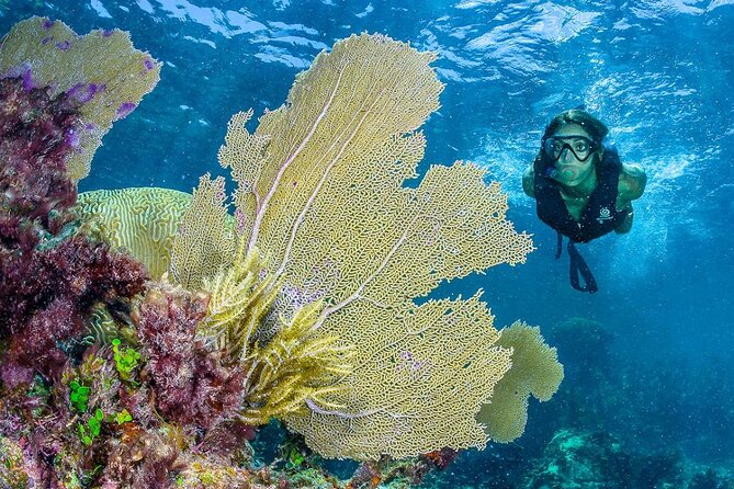 Half Day Guided Snorkeling Adventure Tour from Cancun - Price and Value: What $129 Covers (and What Adds Up)