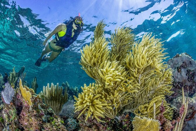 Half Day Guided Snorkeling Adventure Tour from Cancun - Weather, Timing, and Day-Of Tips in the Mexican Caribbean