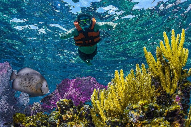 Half Day Guided Snorkeling Adventure Tour from Cancun - Snorkel Site #1 and #2: What You’re Looking For Underwater