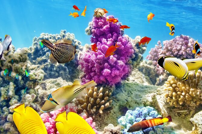 Half-Day Puerto Morelos Snorkeling Experience with Lunch - Puerto Morelos reef snorkeling, and why this spot is worth your time