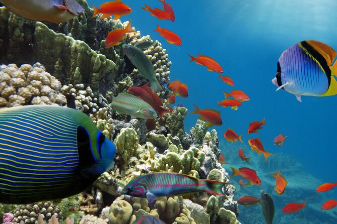 Half-Day Puerto Morelos Snorkeling Experience with Lunch - Lunch on the beach: tacos first, then the extra add-on energy