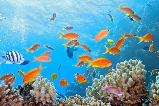 Half-Day Puerto Morelos Snorkeling Experience with Lunch - The town break in Puerto Morelos: short and useful
