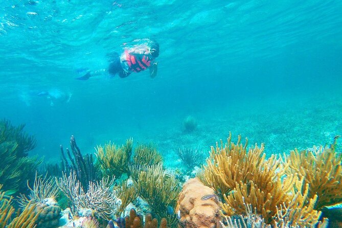 Half-Day Puerto Morelos Snorkeling Experience with Lunch - Photo packages and tipping: how to avoid surprises