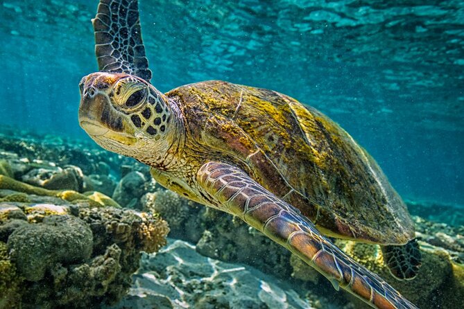 Half-Day Puerto Morelos Snorkeling Experience with Lunch - The half-day rhythm, from pickup to time in town