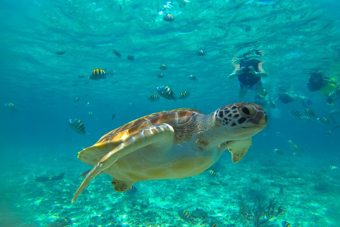 Half-Day Underwater World Tour - Underground cenote swim, jungle trails, and rock clarity