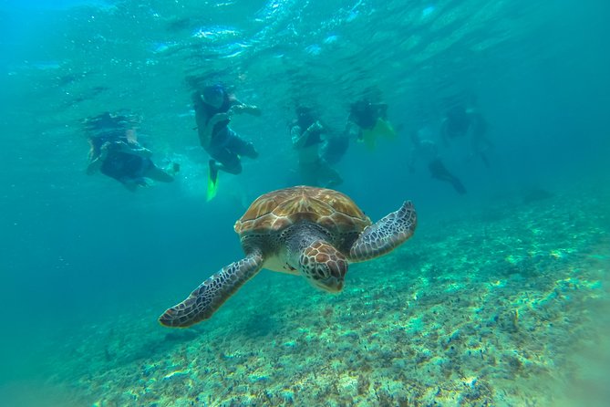 Half-Day Underwater World Tour - Price and logistics: what $109 covers and what costs extra