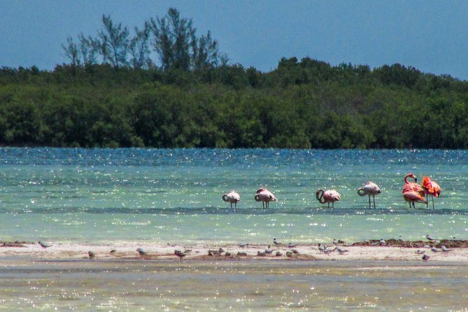 Holbox Island Tour departure from Cancun - Why this Holbox tour feels different from a basic transfer