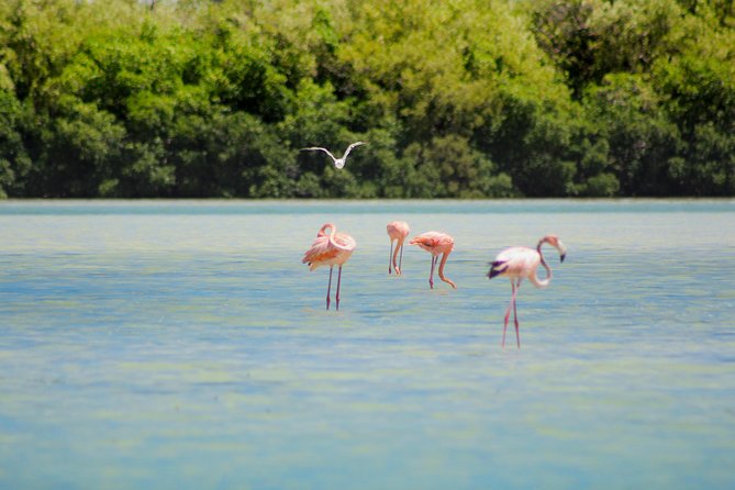 Holbox Island Tour From Cancun - Yalahau Island Swim Time and the Shallow, Clear-Water Moment