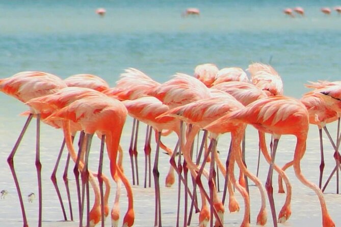 Holbox plus Island Magic by boat Tour from Cancun - Food: box lunch plus one restaurant dish (what to pack around it)