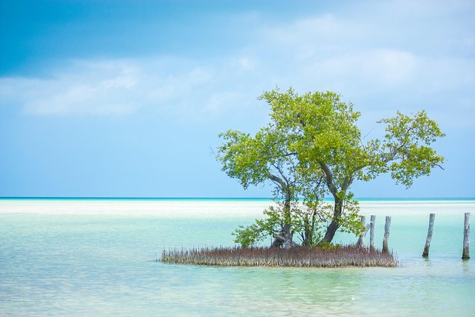 Holbox tour from Cancun and Riviera Maya - Returning by Boat: Don’t Plan Your Next Stop Too Tight