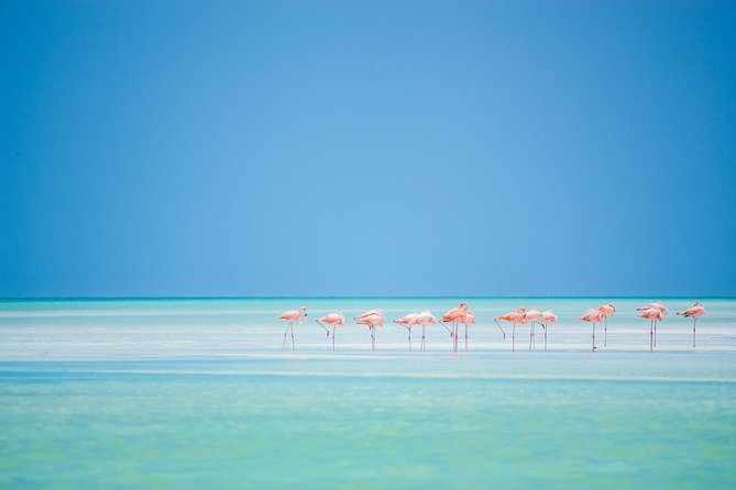 Holbox tour from Cancun and Riviera Maya - Price and Value: Is $149 a Smart Deal?