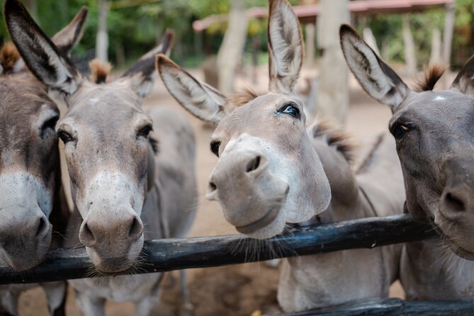 Horseback Riding and Cenote Swim from Cancun or Playa del Carmen - What’s Included in the Price: Equipment, Snacks, Towels, and Lockers