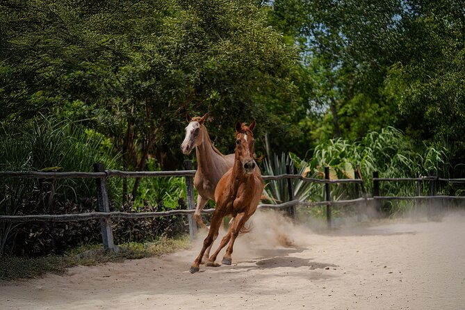 Horseback Riding and Cenote Swim from Cancun or Playa del Carmen - Safety, Physical Comfort, and When to Consider Another Option