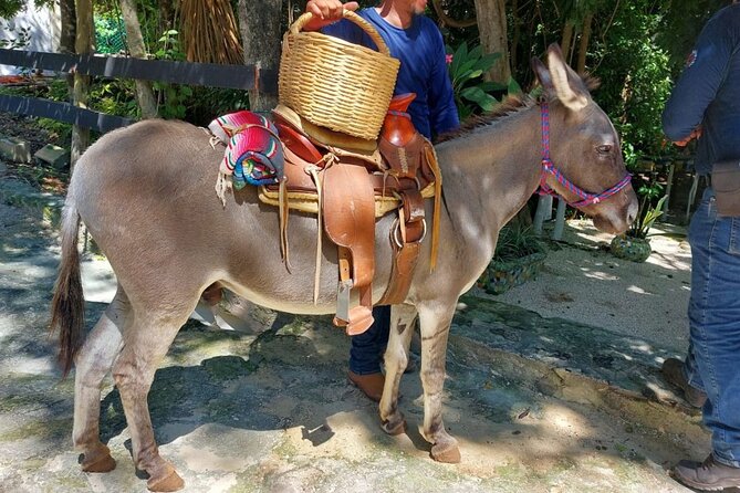 Horseback Riding Tour at Rancho Bonanza and Cenote Swim - Cenote swim included: lockers, towels, and chilly-water planning