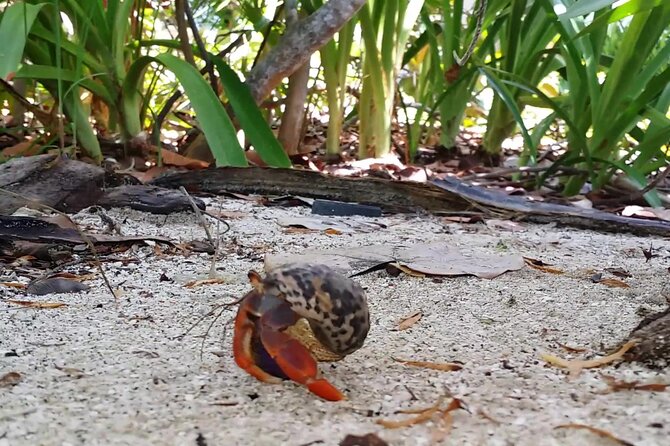 Isla Contoy and Isla Mujeres Tour with Snorkeling from Cancun - Who Should Book This, and Who Should Consider a Different Plan