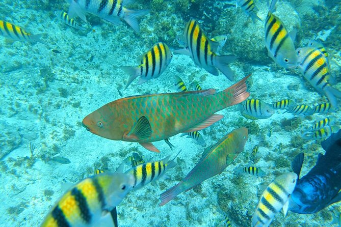 Isla Mujeres Basic Tour in Catamaran with Snorkel and Open Bar - Playa Tortugas Catamaran: what your day is really like