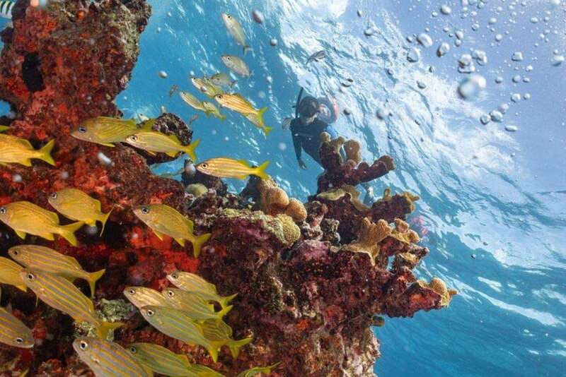 Isla Mujeres: Snorkel Tour at Musa and Manchones Reef - Key Things I’d Mark on Your Mental Map