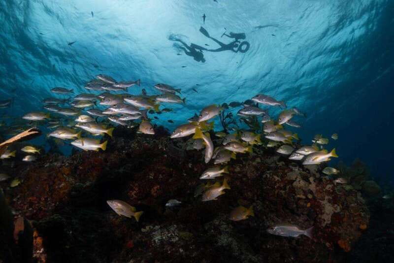 Isla Mujeres: Snorkel Tour at Musa and Manchones Reef - Manchones Natural Reef: Where Wildlife Shows Up When You Stop Focusing on the Panic