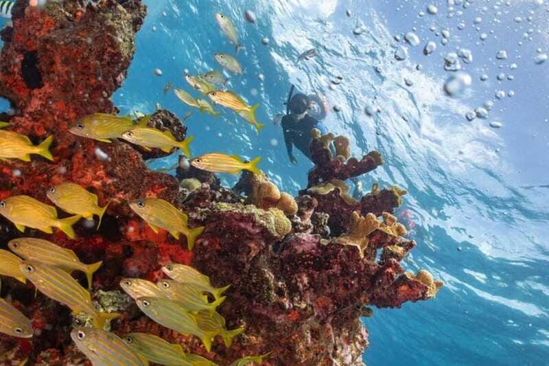 Isla Mujeres: Snorkel Tour at Musa and Manchones Reef - Price and Value: $50 Plus the $15 Cash You Must Plan For