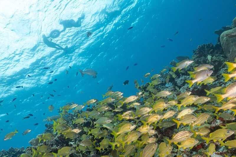 Isla Mujeres: Snorkel Tour at Musa and Manchones Reef - Who This Is Best For (and Who Should Rethink It)