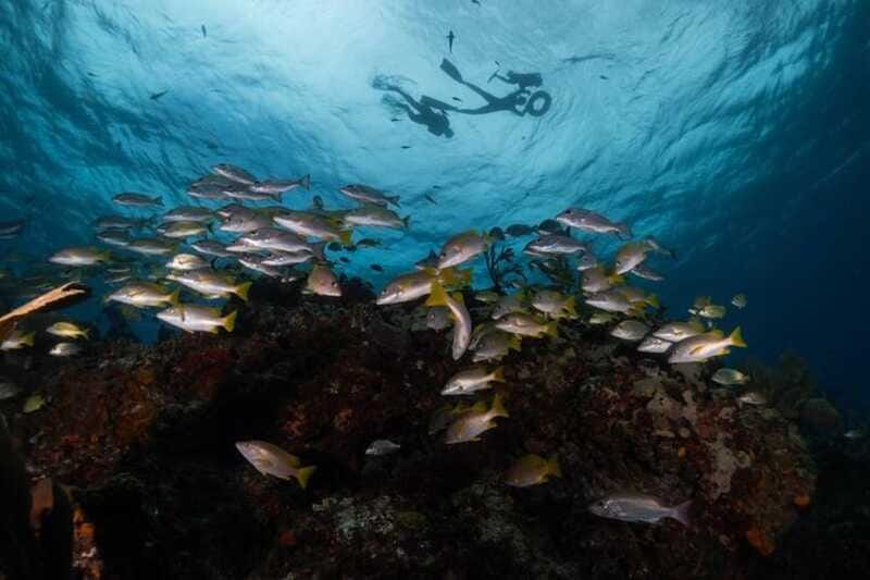 Isla Mujeres: Snorkel Tour at Musa and Manchones Reef - Final Take: Should You Book the MUSA and Manchones Snorkel Tour?