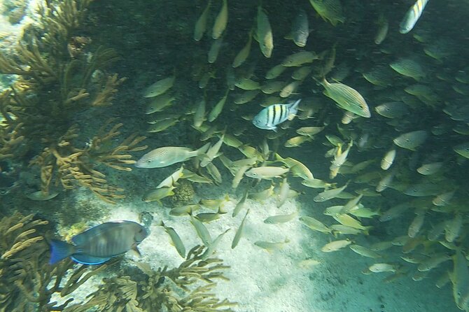 Isla Mujeres: Snorkeling Adventure at the Underwater Museum - Sac Bajo Reef: where marine life spotting becomes the game
