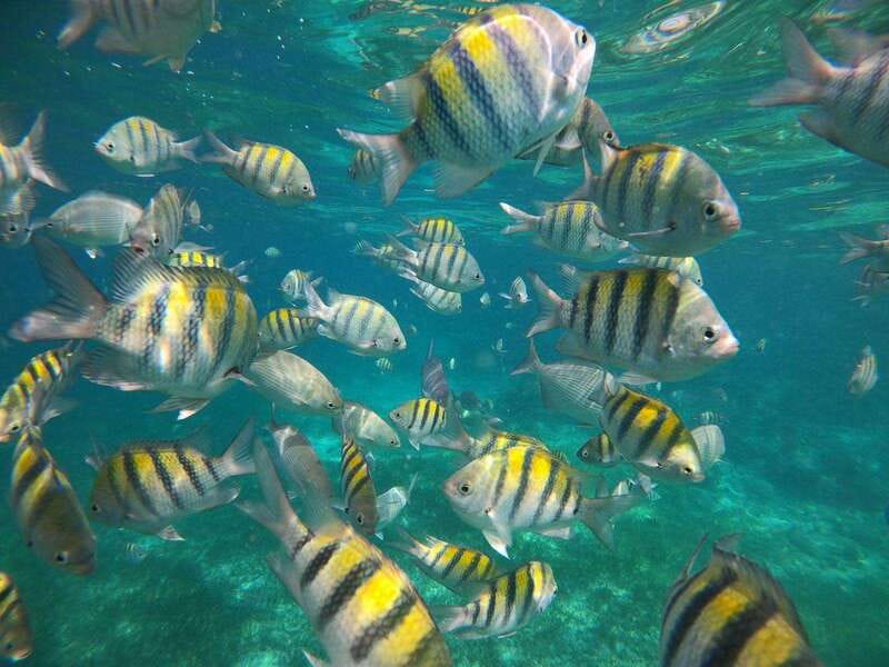 Isla Mujeres: Snorkeling Adventure at the Underwater Museum - Playa Norte stop: quick sightseeing and food tasting