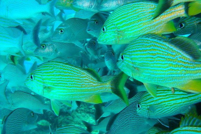 Isla Mujeres Snorkeling Tour - What the 1 Hour 15 Minutes Feels Like On the Water