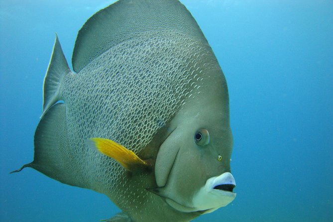 Isla Mujeres Snorkeling Tour - Stop One: El Farito and Its Close-to-the-Surface Fish Life