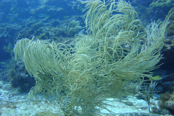 Isla Mujeres Snorkeling Tour - Safety and Comfort for Beginners and Experienced Snorkelers
