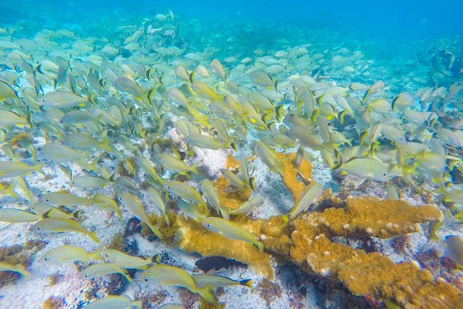 Isla Mujeres Snorkeling Tour Adventure - Stop 2: MUSA underwater museum, why statues make snorkeling easier