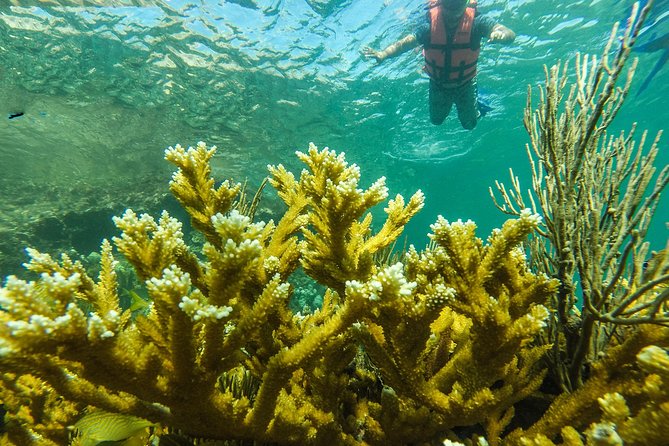 Isla Mujeres Snorkeling Tour Adventure - Stop 3: Manchones reef and the chance for bigger sightings