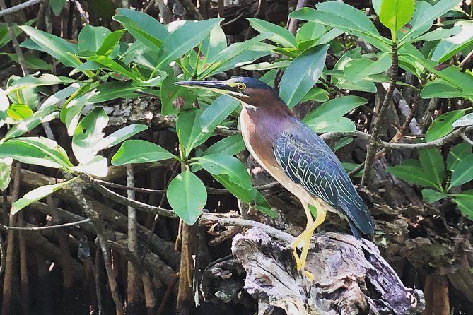 Kayak adventure through Laguna Nichupté in Cancun - Entering the mangroves: the first paddling minutes set the tone