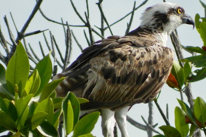 Kayak adventure through Laguna Nichupté in Cancun - The bird tree stop: best when you slow down