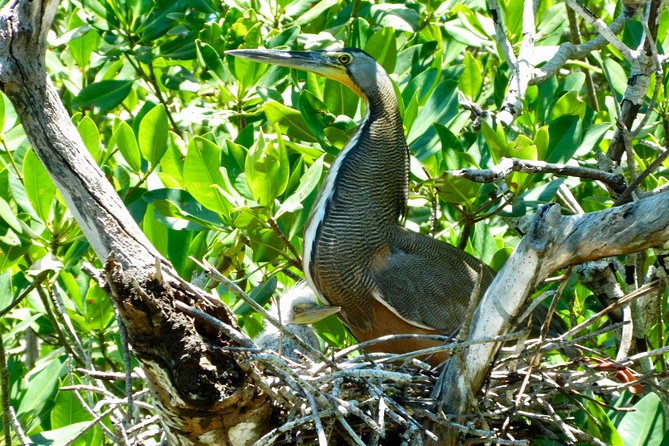 Kayak adventure through Laguna Nichupté in Cancun - Mangrove birth and the reef connection in the low areas