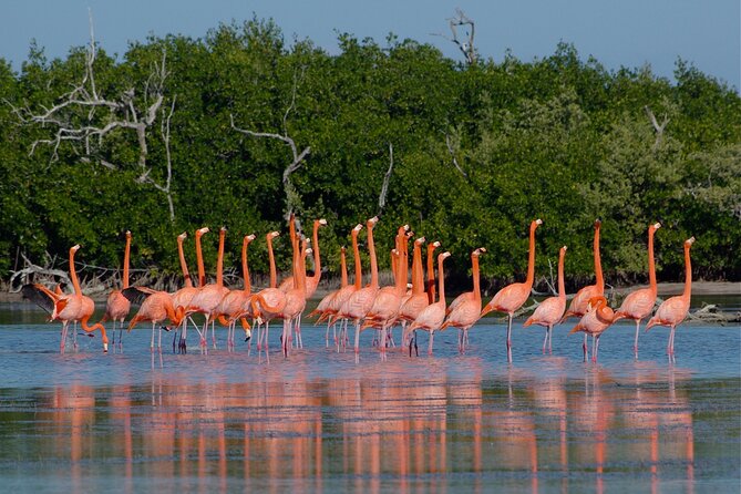Las Coloradas and Rio Lagartos Tour with All Inclusive - Crocodile farm stop, plus meals and timing