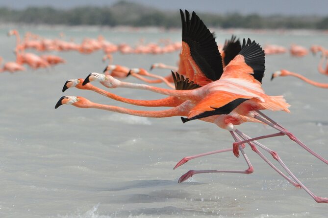 Las Coloradas and Rio Lagartos Tour with All Inclusive - FAQ