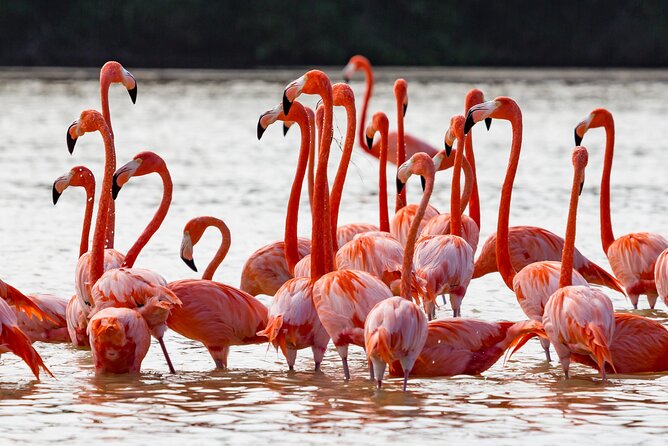 Las Coloradas Pink Lake & Rio Lagartos Guided Tour - Stop 4: Granja de Cocodrilos Itzamkanac, Close Encounters
