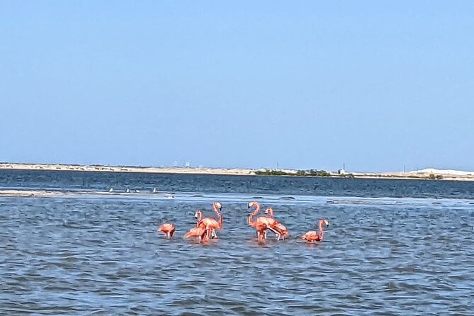 Las Coloradas Tour! Boat Ride, Lunch & Rio Lagartos from Cancun - What you actually get for your money (value check)
