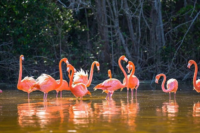 Las Coloradas Tour to Pink Lakes and Wildlife Wonders - Price and value: the $96.50 ticket plus the tax add-on