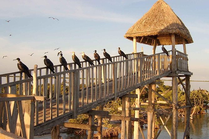 Magic Island Holbox! Experience From Cancun & Playa del Carmen - Isla de la Pasión: mangroves, nature watching, and less “tour-bounce”