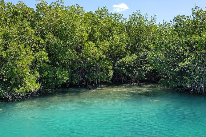 Mangrove and Lagoon Speed Boat Tour - Snorkeling Gear and Water-Time Comfort