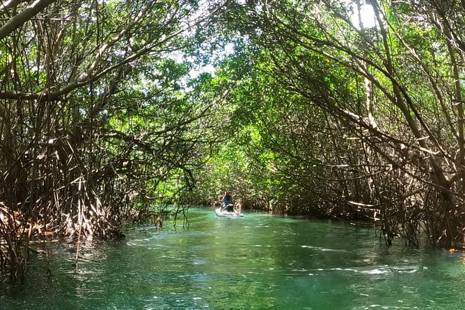 Mangrove and Lagoon Speed Boat Tour - Boats, Safety, and the “How Fast?” Question