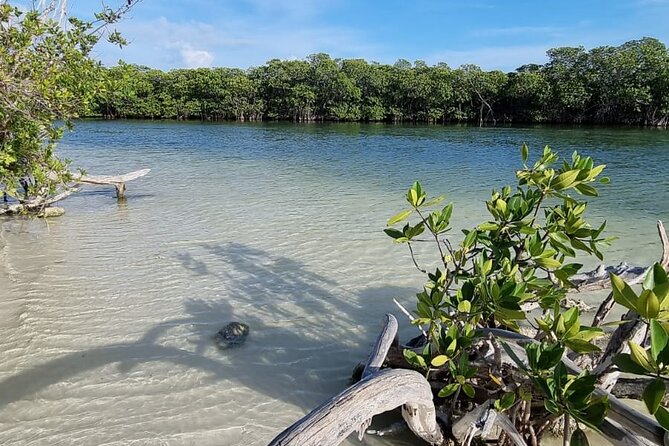 Mangrove and Lagoon Speed Boat Tour - Price and Value: Budget for the Dock Toll
