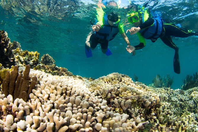 Mangrove Jungle Speedboat Experience - Practical Tips so the Trip Feels Smooth
